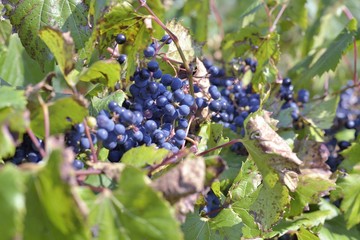 Auto-cueillette de raisin comestible à l'automne