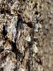 Sap on Tree Bark