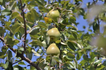 Auto-cueillettte de poire à l'automne au Québec