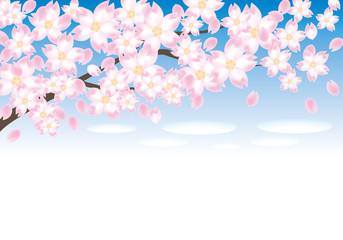 Obraz na płótnie Canvas 桜の木と青空