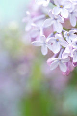 Fototapeta premium Background with flowers