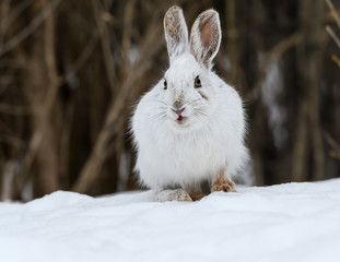 White Snowshoe Hare Portrait in Early Spring