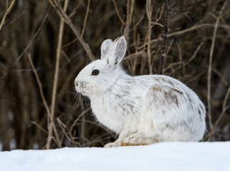 White Snowshoe Hare Portrait in Early Spring