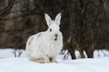 White Snowshoe Hare Portrait in Early Spring