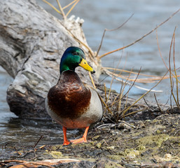  Male Mallard Drake Portrait