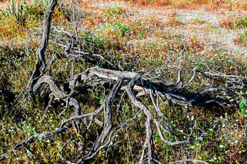 Dead branches of a desert plant
