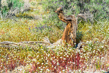 dead wood among the blooming flowers at the desert