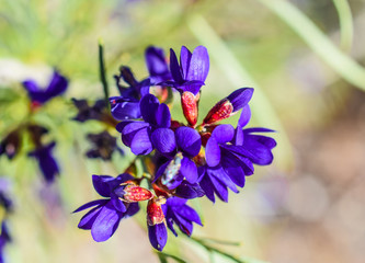 Purple flowers blooming during spring