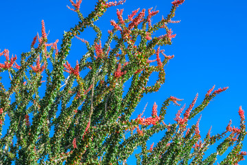 Blooming desert flowers  during spring