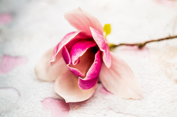 Obraz na płótnie Canvas pink rose on the pink soft rug