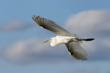 Egret