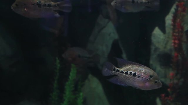 Copadichromis ilesi in beautifully decorated Marine Aquarium stock footage video
