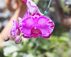Orchid