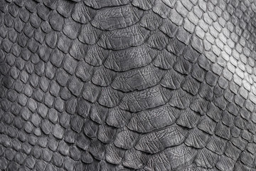 Reptile snake texture closeup, fashion zigzag snakeskin python picture.