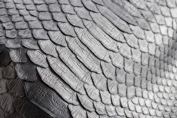 Reptile snake texture closeup, fashion zigzag snakeskin python picture.