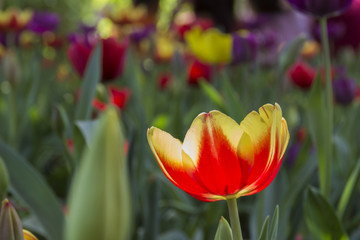 colorful tulips. tulips in garden with blurred background