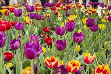 colorful tulips. tulips in garden with blurred background