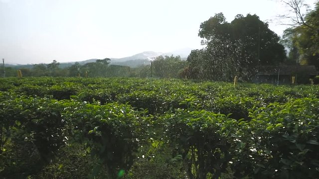 Beautiful fresh green tea plantation in Asian country, Chiangrai Thailand