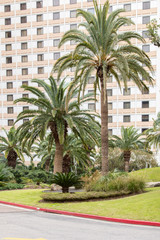 Tall hotel exterior bullding with palm trees in front.
