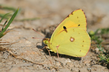 butterfly feeding on  ground