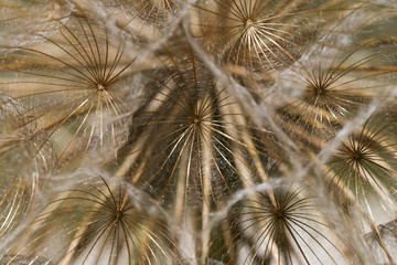 Dandelion tranquil abstract closeup art background.