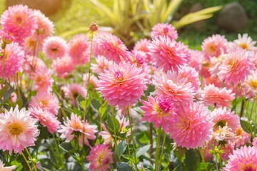 Foto op Plexiglas colorful of dahlia pink flower in Beautiful garden © CasanoWa Stutio