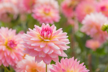 colorful of dahlia pink flower in Beautiful garden © CasanoWa Stutio
