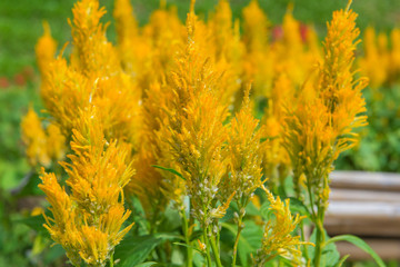 Plumed cockscomb blossom or Celosia argentea in beautiful garden