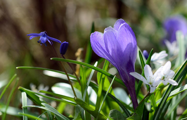 Frühlingsblüten