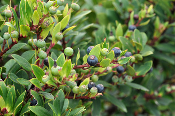 Red Huckleberry (Vaccinium parvifolium)
