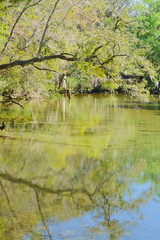  homasassa springs state park in Homasassa, Florida