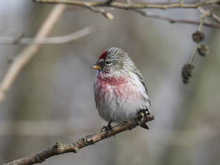 Common redpoll (Acanthis flammea)