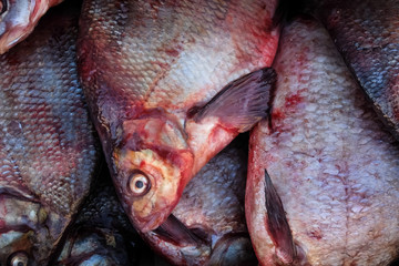 Fresh fish on the market. Bream
