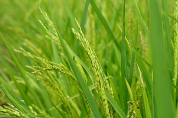 Close up of green paddy rice