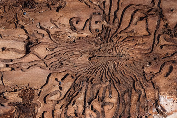 Bug tunnels in the bark