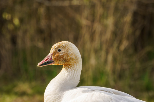 White snow goose head against blure background