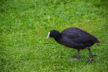 The Eurasian coot