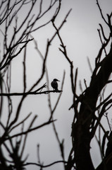 Bird silhouette