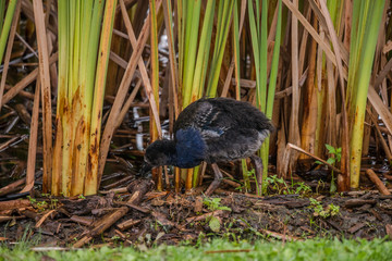 Porphyrio melanotus