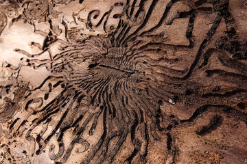 Bug tunnels in the bark