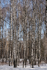 Fototapeta premium Early spring in the birch tree forest