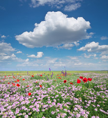 Spring flowers  in meadow.