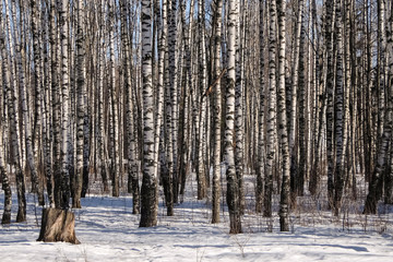 Early spring in the birch tree forest
