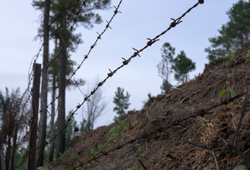 Barded wire in the forest with scorched earth. Focus in front, background is blurred.