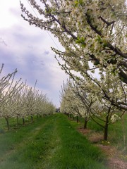 fruits trees blossom farmland