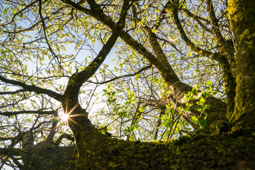 Fototapeta na wymiar Obstbaum Baumblüte im Frühling, Deutschland
