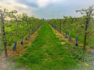 Fototapeta na wymiar apple trees farmland 