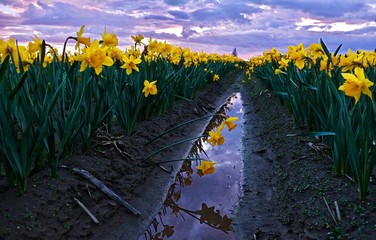 Daffodils fild at sunset and reflection in water. Scagit Valley Tulip and Daffodil Festival. Mount Vernon. Seattle. Washington. United States. © aquamarine4