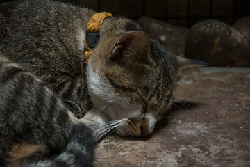 Thai cat sleep on concrete floor