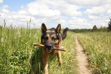 German shepherd dog in sunny day